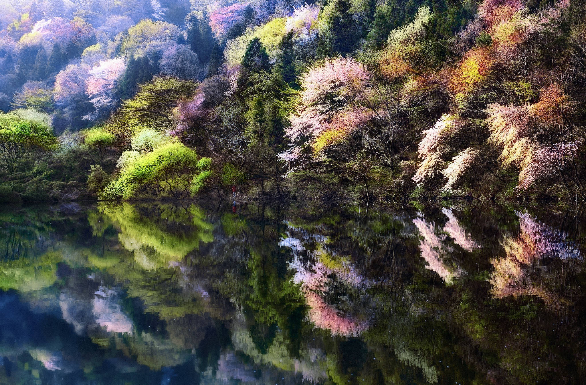 韓國水庫 壁紙 — 寧靜的湖面映照著春天山坡上盛開的櫻花和常綠樹。