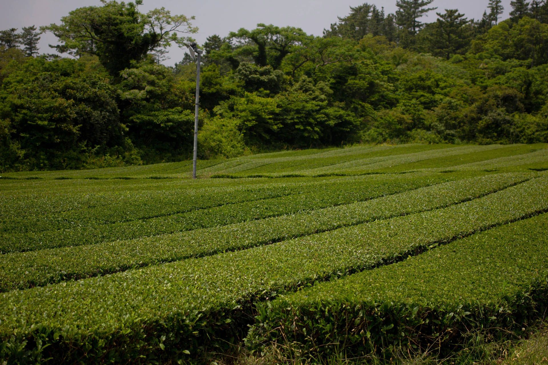 陰天下，森林覆蓋的山坡景觀中一排排綠色茶樹。