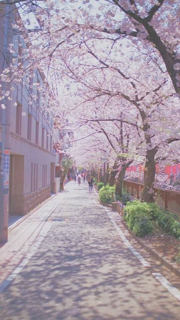 韓國甜美街景 壁紙 — 一條陽光普照的城市小巷，兩旁種滿盛開的櫻花樹，在行人路上投下斑駁的樹影。