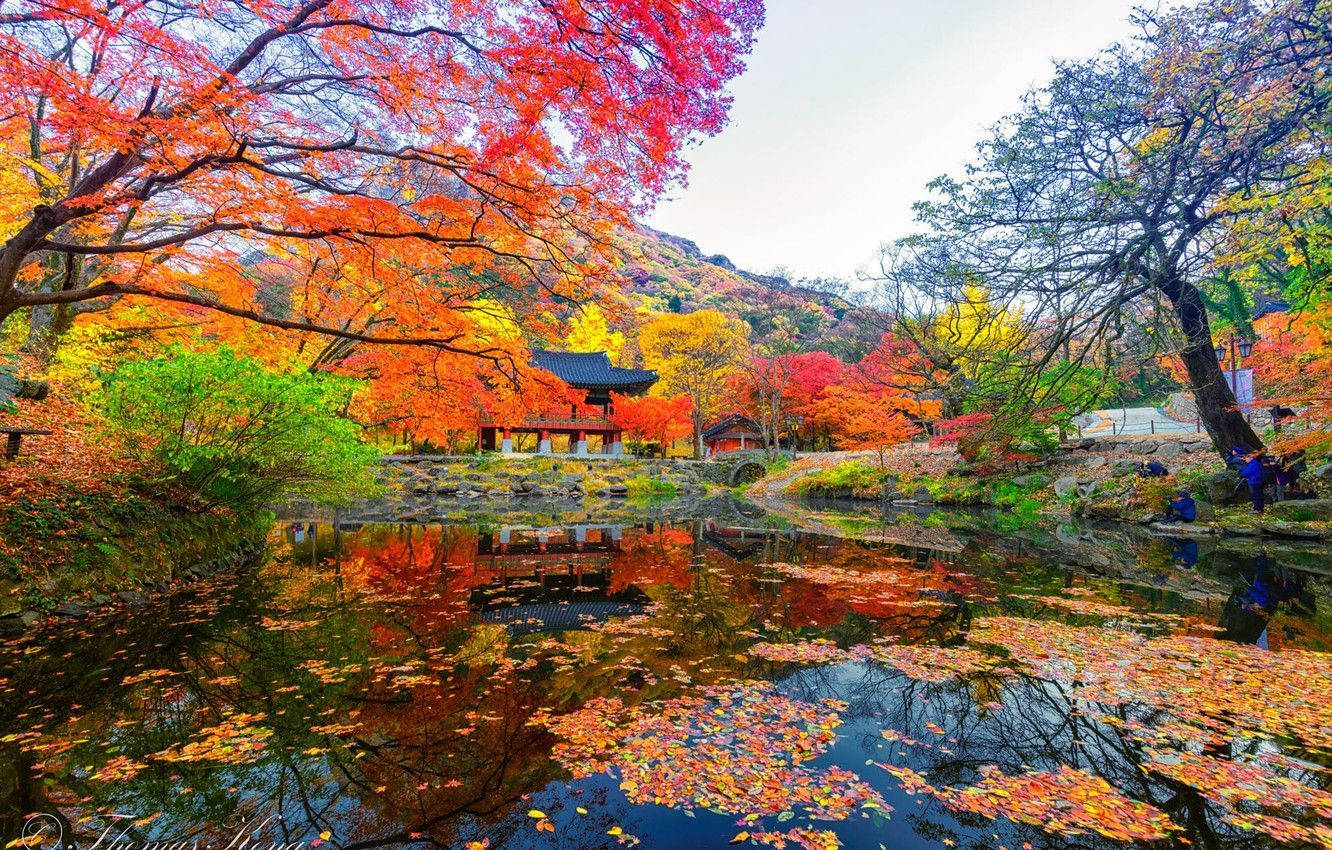 韓國秋季風景 壁紙 — 火紅、橙、黃的鮮豔秋葉環繞著寧靜的池塘，池塘倒映著山景中的傳統亭閣。