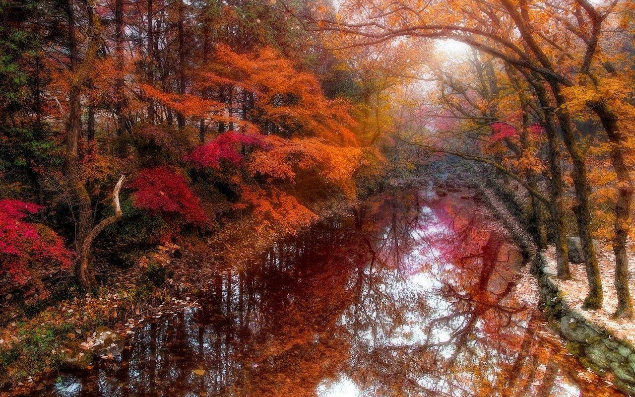 韓國秋日河畔 壁紙 — 一片寧靜的秋日森林，火紅的橙色和深紅色的樹木在柔和陽光下倒映在平靜的溪流中。