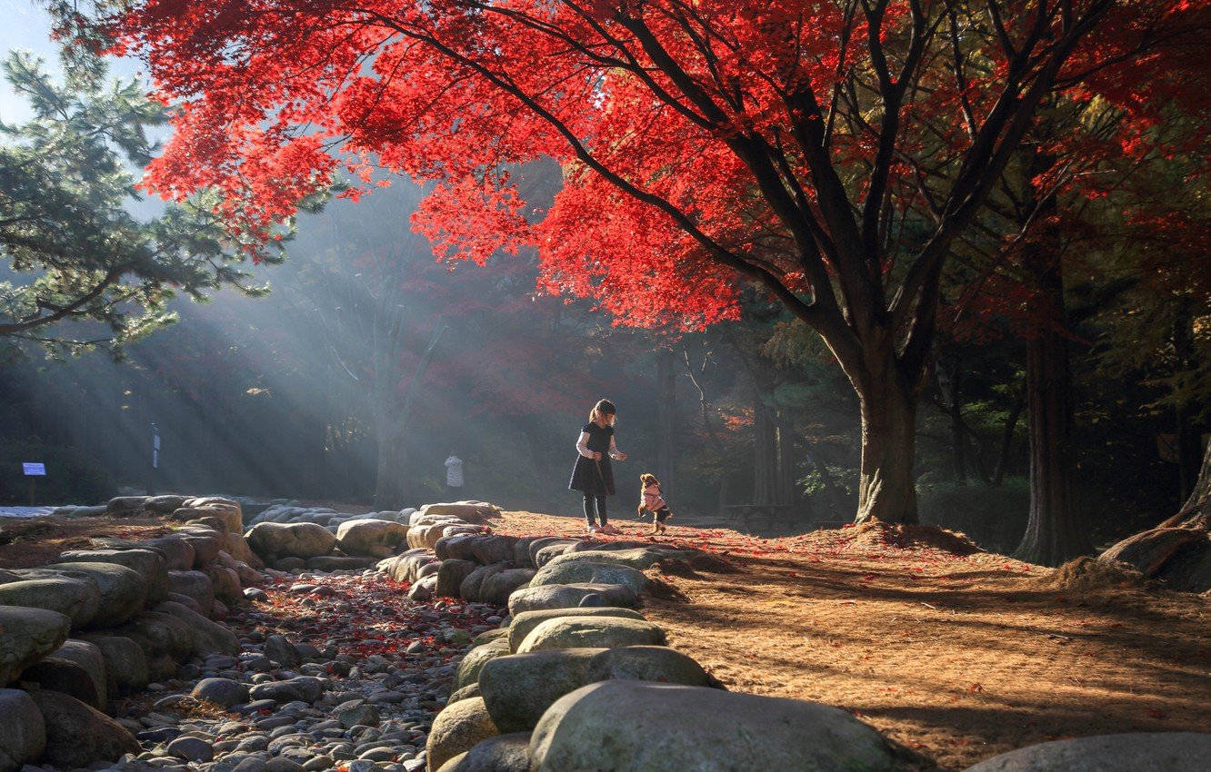 韓國紅樹公園 壁紙 — 一名女子和一個孩子沿著石徑行走，在鮮紅的楓樹下，金色的陽光穿過森林灑落。