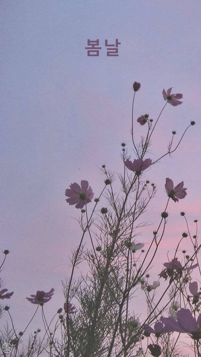韓國花語訊息 壁紙 — 粉紅大波斯菊花在黃昏時分於柔和粉彩天空搖曳，上方有韓文文字。