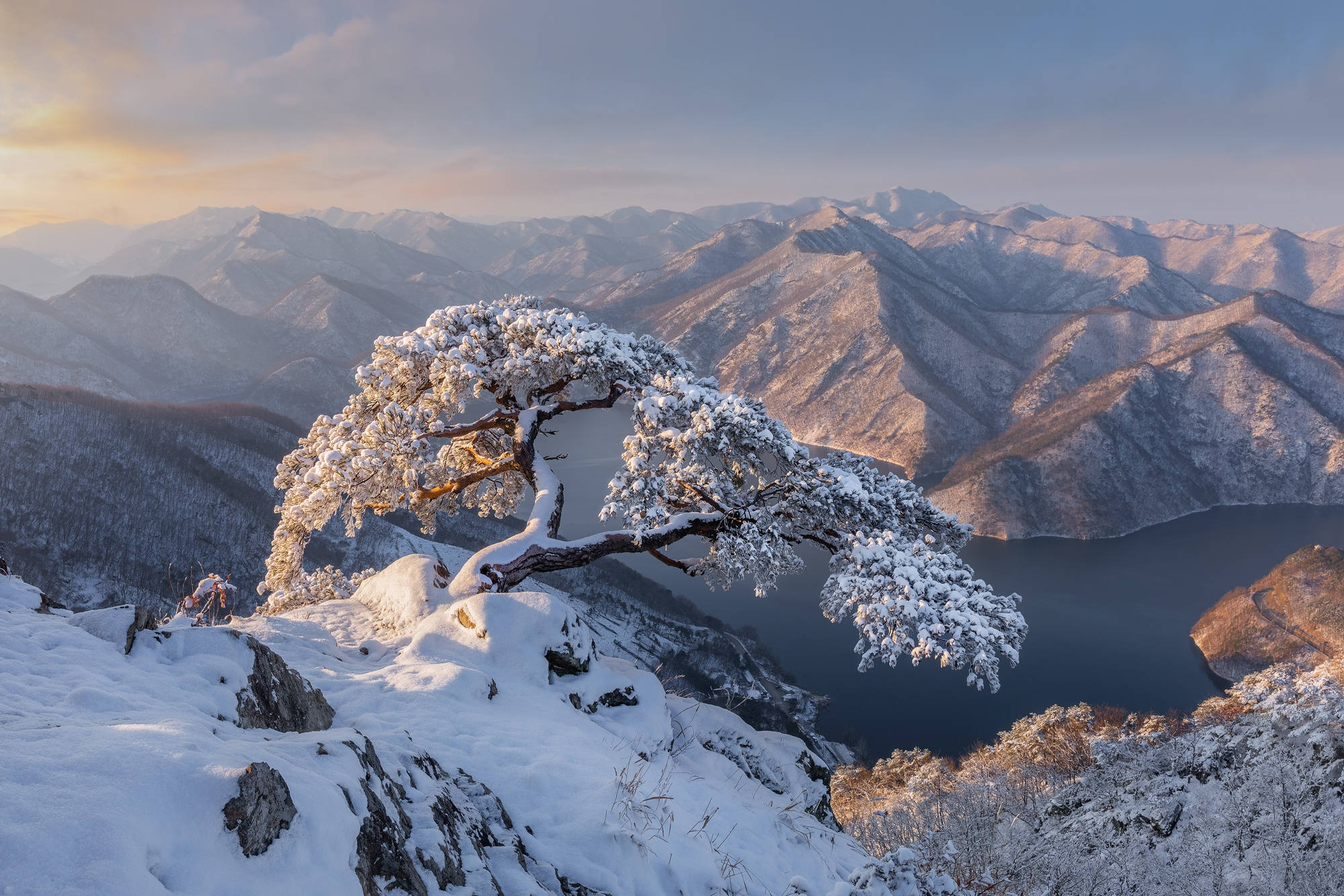 韓國雪景 壁紙 — 一棵積雪的樹雄偉地矗立在山脊上，俯瞰著寧靜的冬季湖泊，遠處的山峰沐浴在金色的日出光芒中。