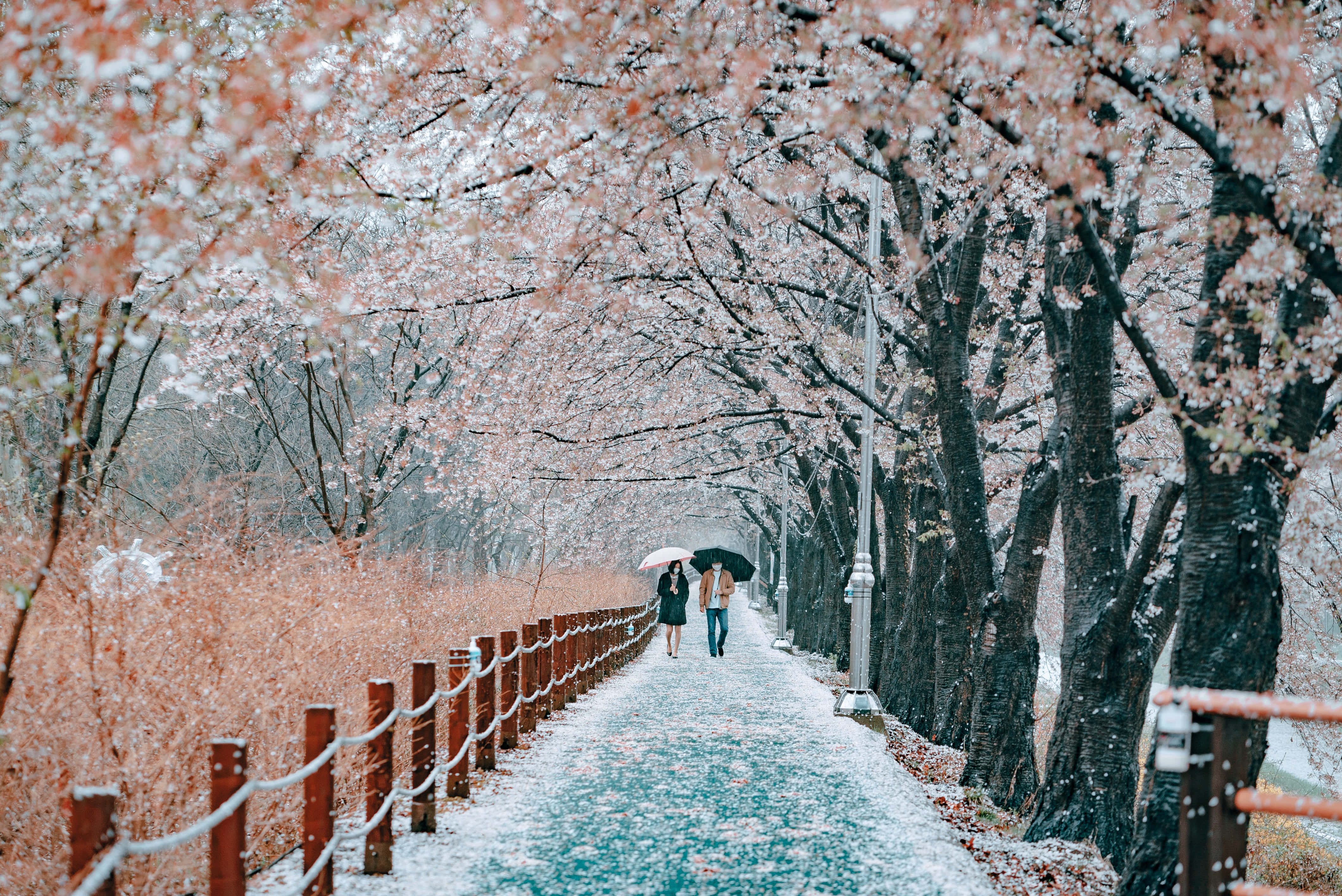 韓國首都首爾的生動夜景 壁紙 — 兩人在雪花飄落、花瓣紛飛的粉色櫻花樹蔭下漫步。