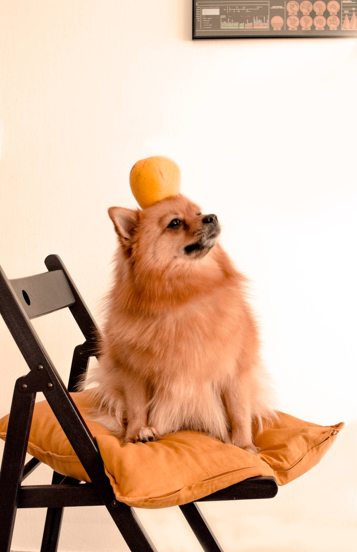 毛茸茸的博美犬坐在有橙色枕頭的椅子上，頭上頂著一個橙色小球。