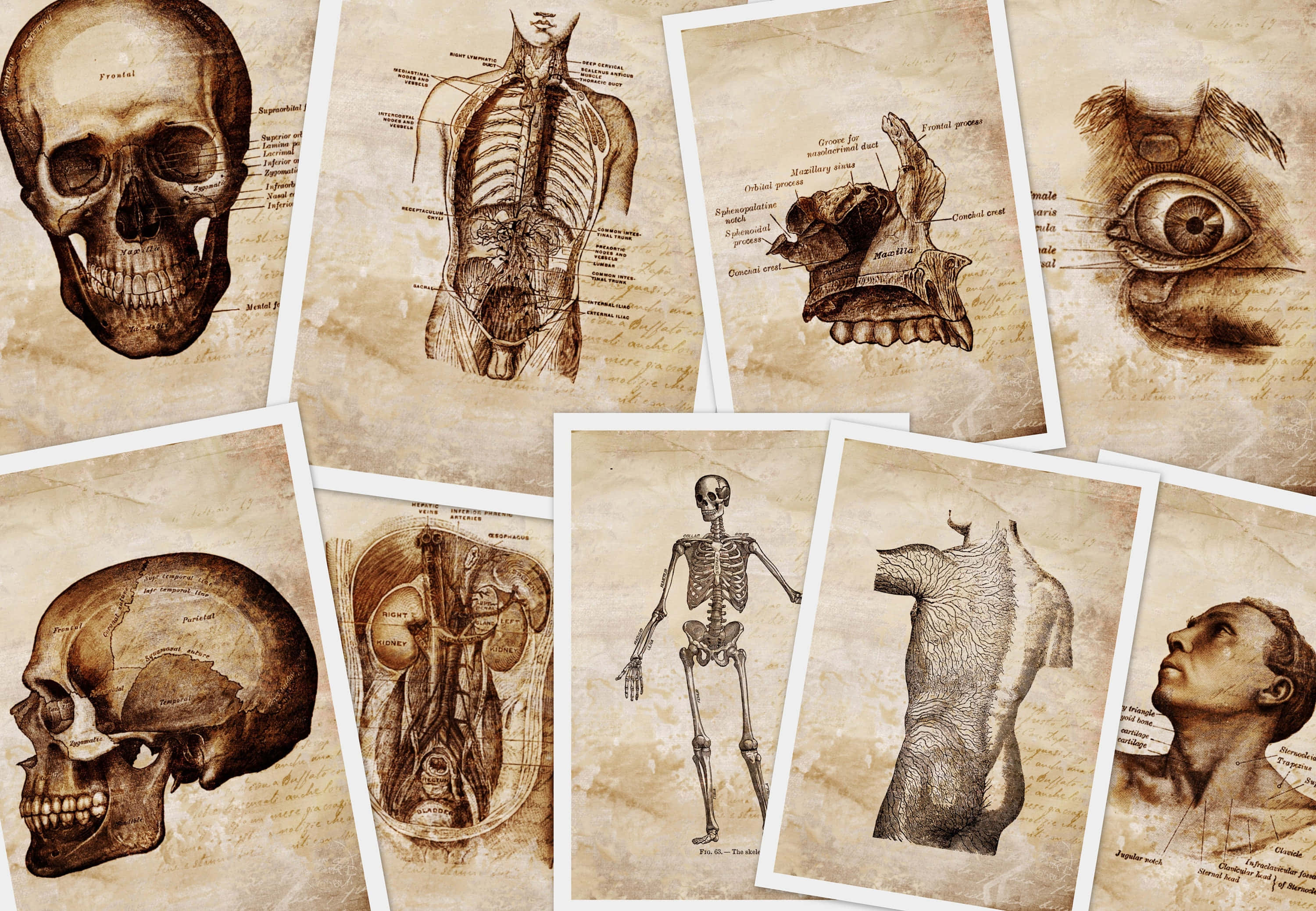 anatomy 桌布 壁紙 — 頭骨、骨骼和器官的復古解剖草圖，呈現為陳舊羊皮紙文件。