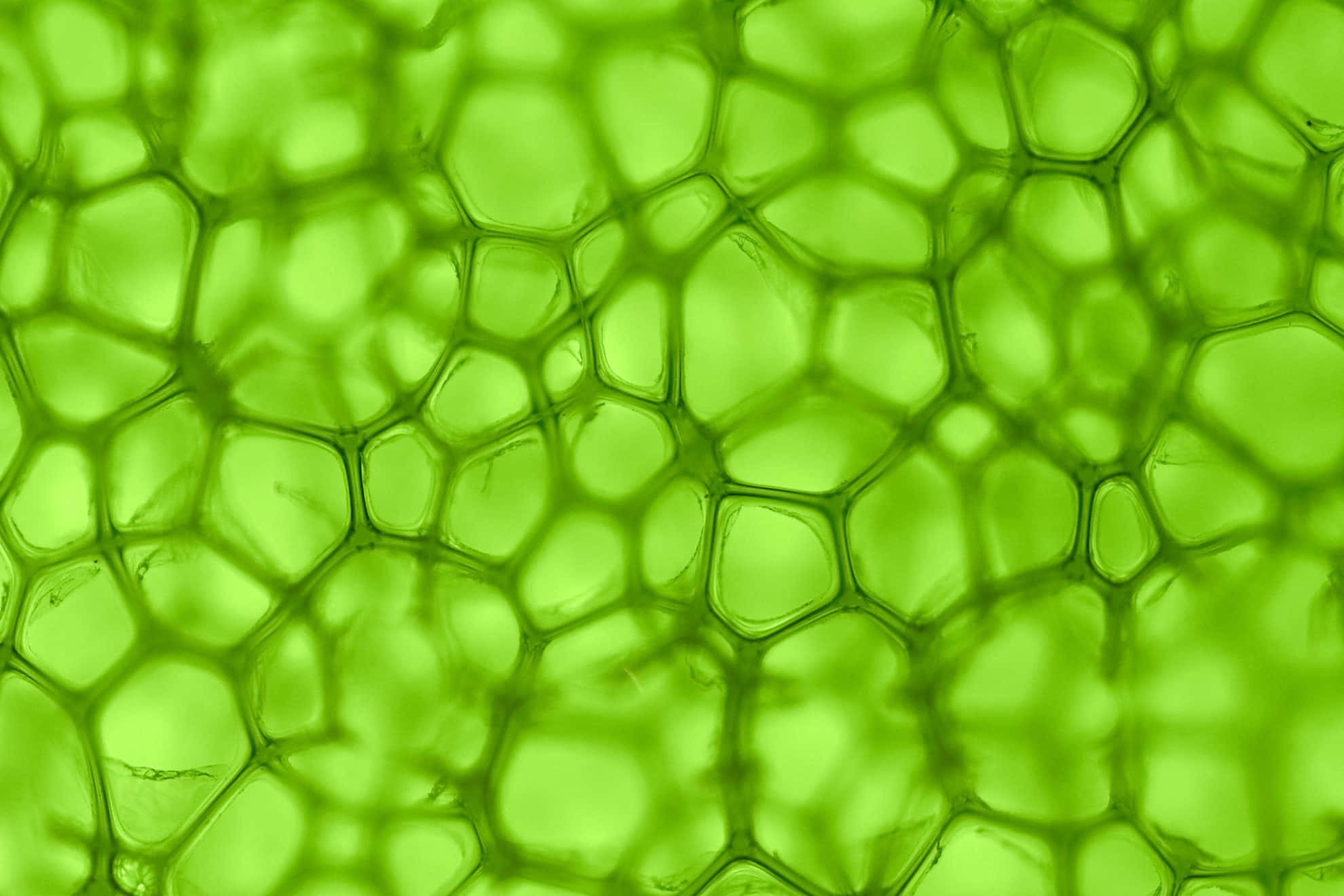 Cell 桌布 壁紙 — 顯微鏡下充滿活力的綠色細胞結構，帶有六邊形圖案和半透明壁。