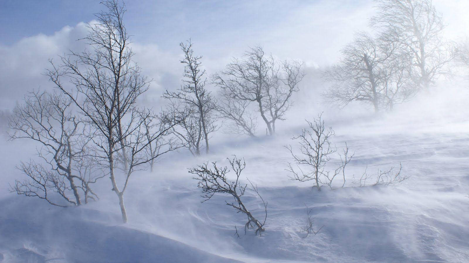 暴風雪中的光禿樹木，旋轉的風和淡藍色天空。