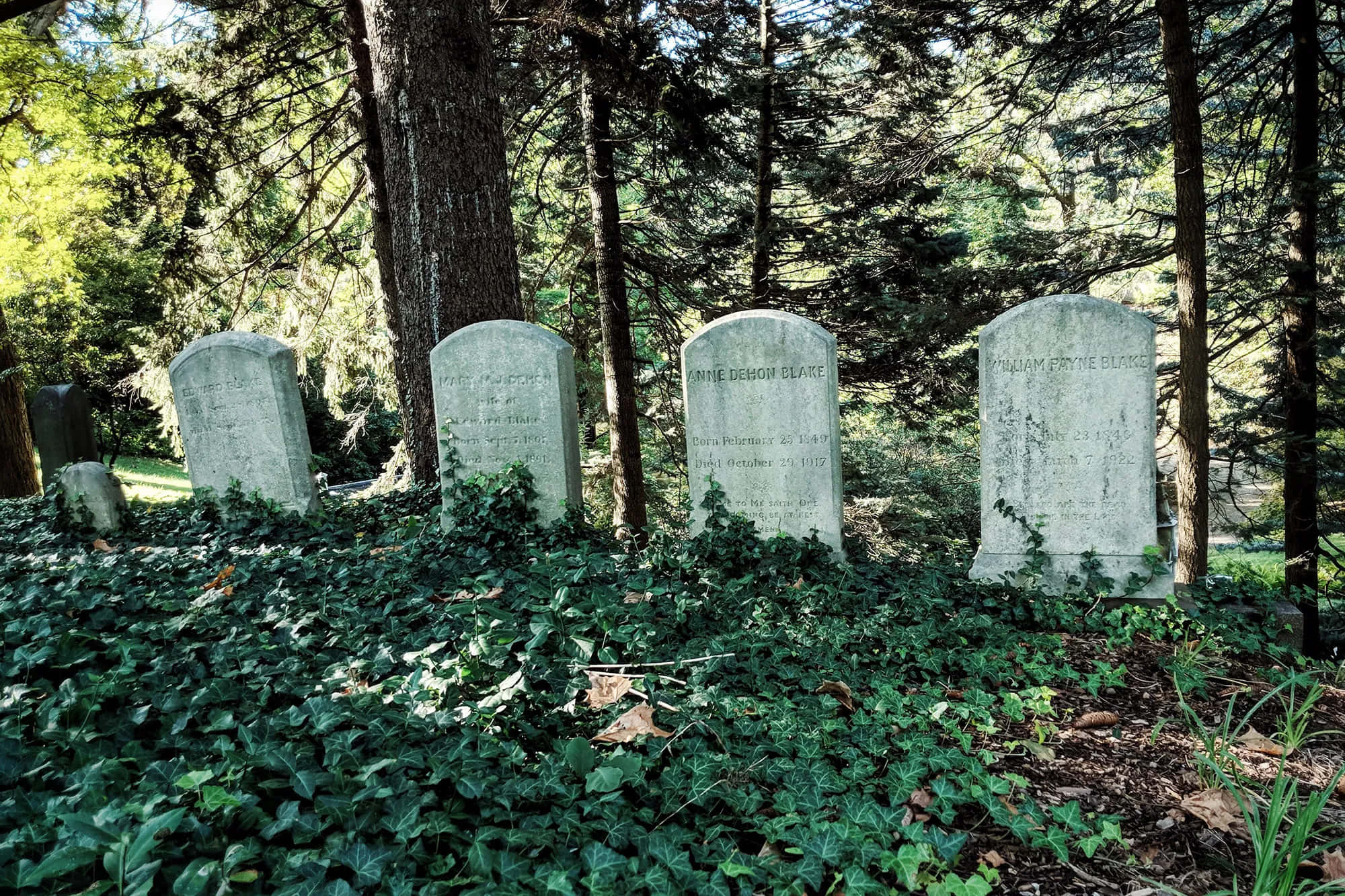 Gravestone 桌布 壁紙 — 風化的墓碑在茂密綠色常春藤和高大樹木之間，莊嚴地矗立在寧靜的森林墓園中。