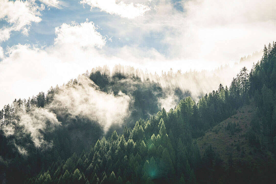 霧氣瀰漫的山林，陽光穿過雲層和松樹照射下來。
