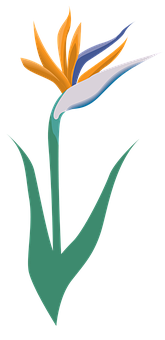 風格化天堂鳥花插圖 壁紙