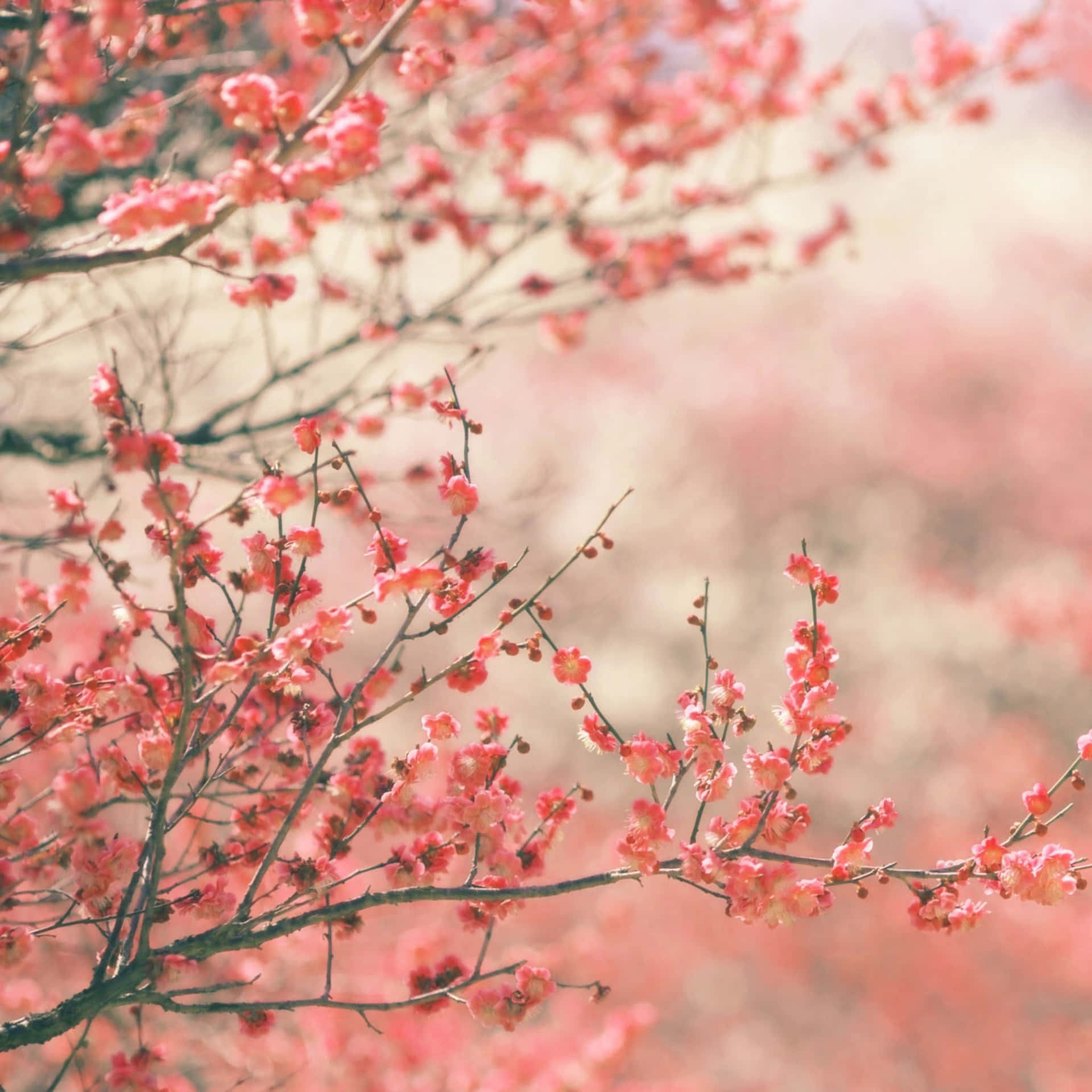 枝條上的粉紅櫻花，柔和模糊背景