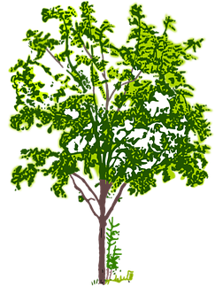 風格化綠色樹木插圖