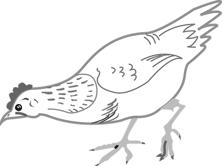 風格化雞插圖 壁紙