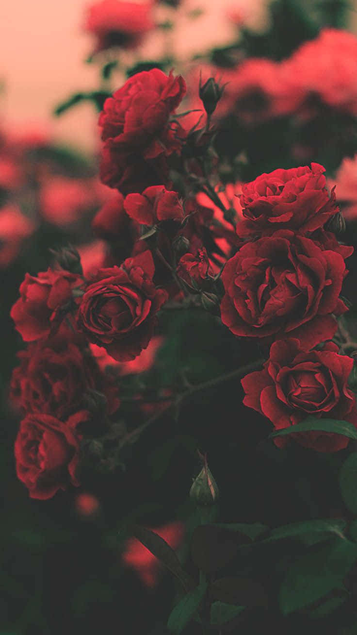一簇深紅色玫瑰與深綠色葉子，柔和焦點。
