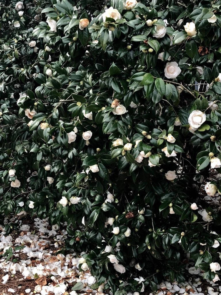 飄落的白色花瓣 VSCO 壁紙 — 茂盛的山茶花叢盛開著白色的花朵和深綠色的葉子，將花瓣散落在下面的森林地面上。