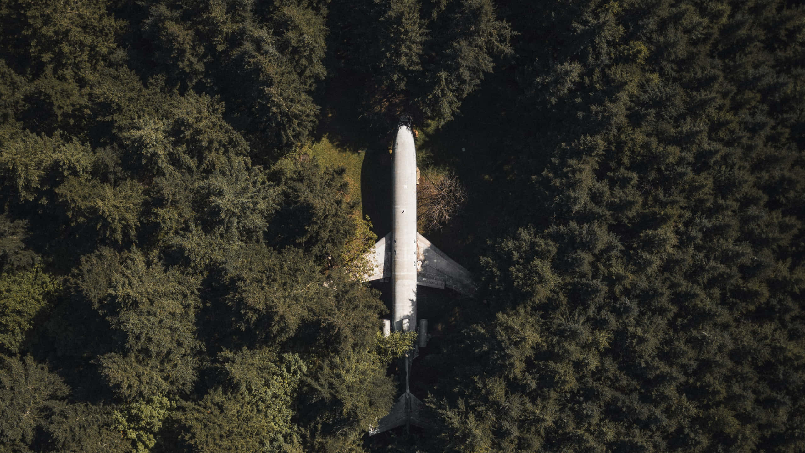 飛機停泊於森林中 1440p 小型飛機背景 壁紙 — 一架白色飛機機身被遺棄，從空中俯瞰被茂密的綠色森林包圍。