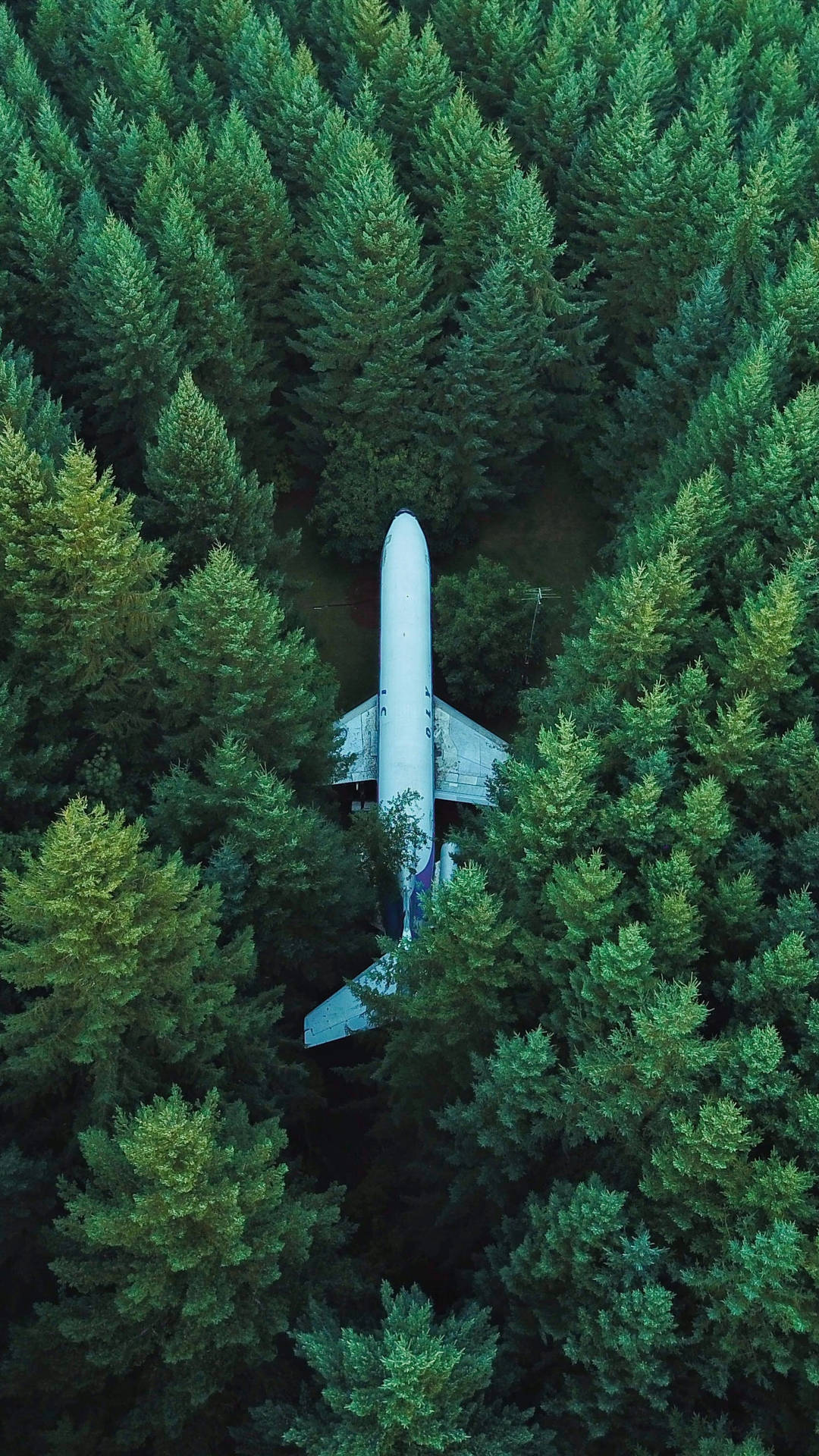 從上方看，白色飛機 nestled 在高大的綠色松樹之間。