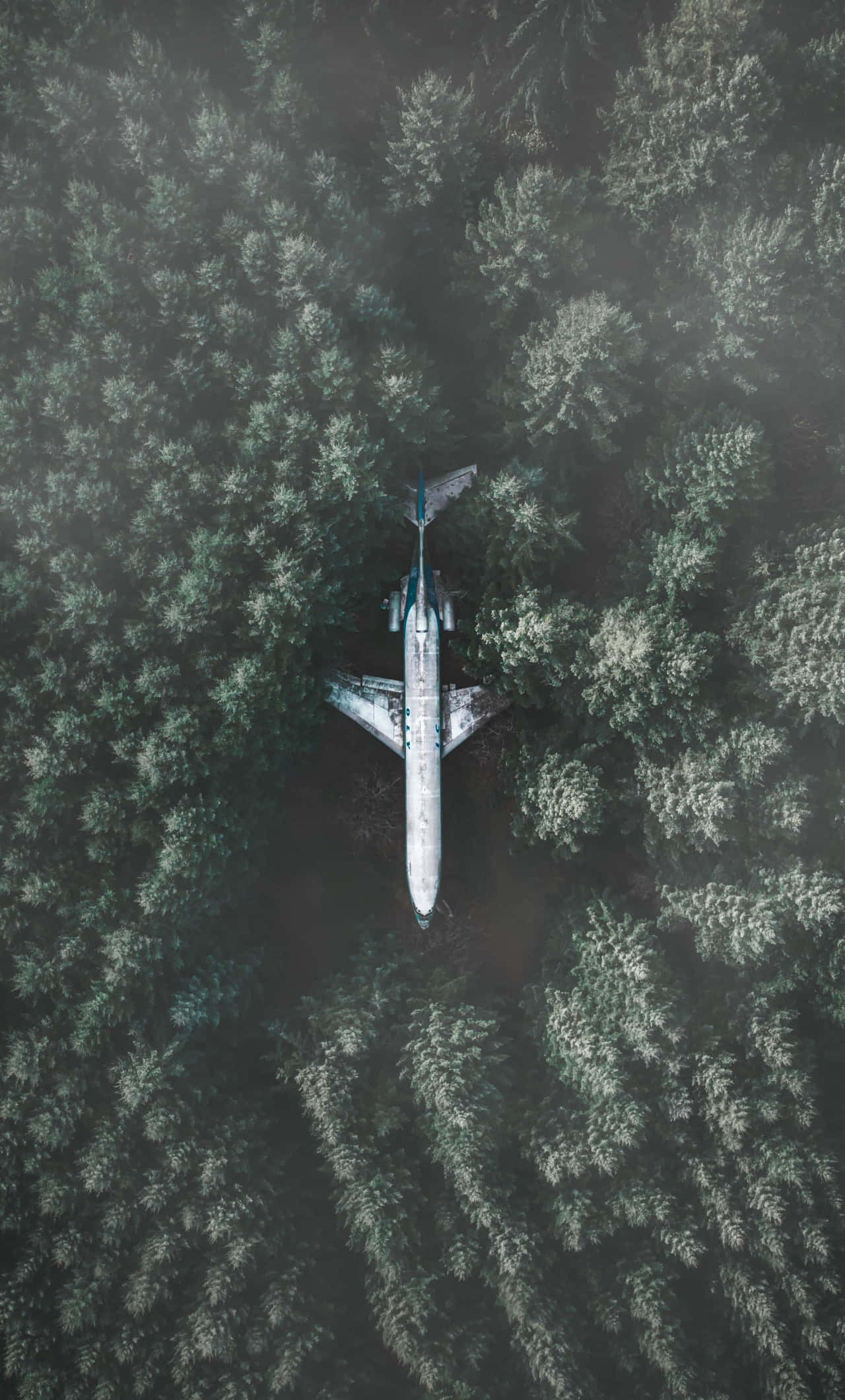 飛機從跑道起飛 壁紙 — 一架銀色飛機在茂密綠色森林樹冠中休息的鳥瞰圖。