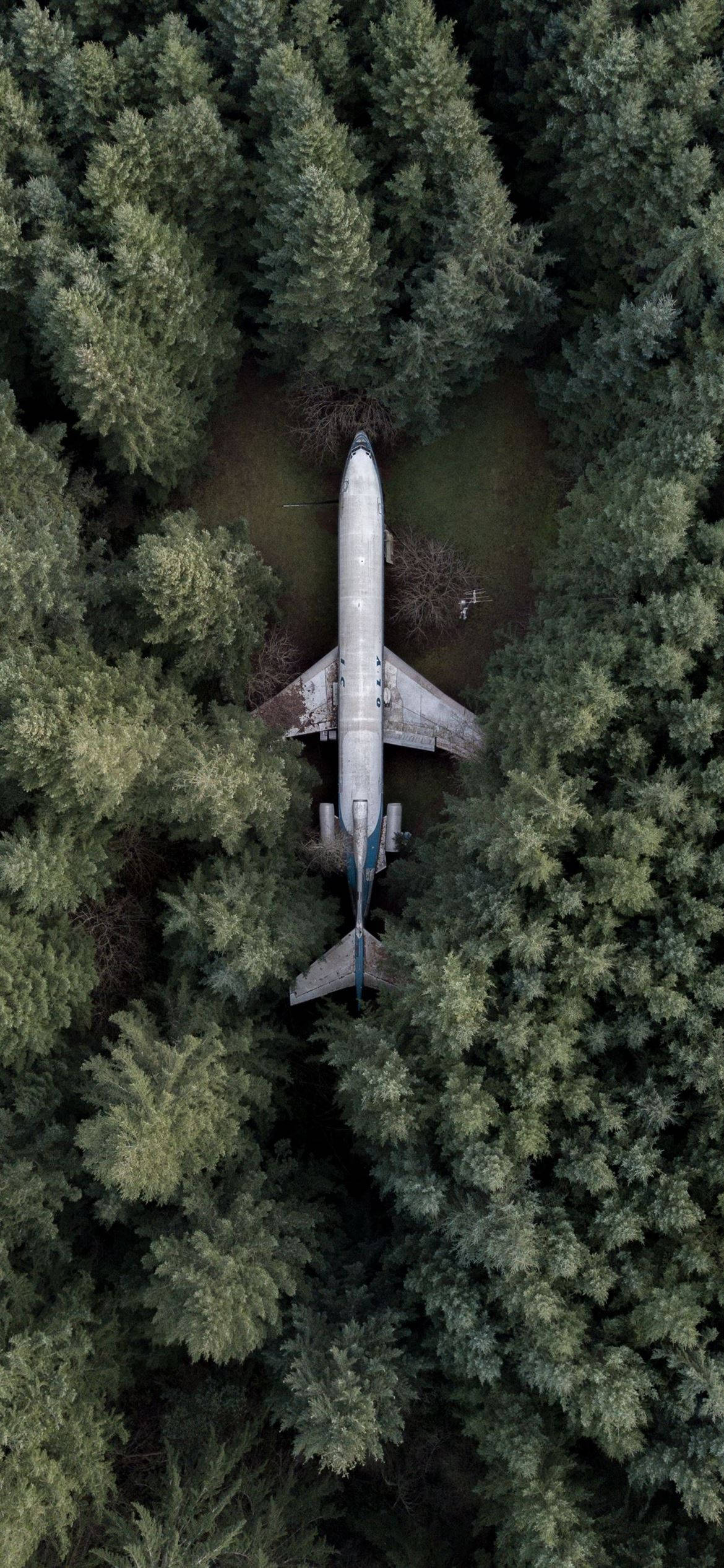 飛機與松樹 壁紙 — 一架銀色飛機機身躺臥在茂密綠色針葉林中的航拍圖。