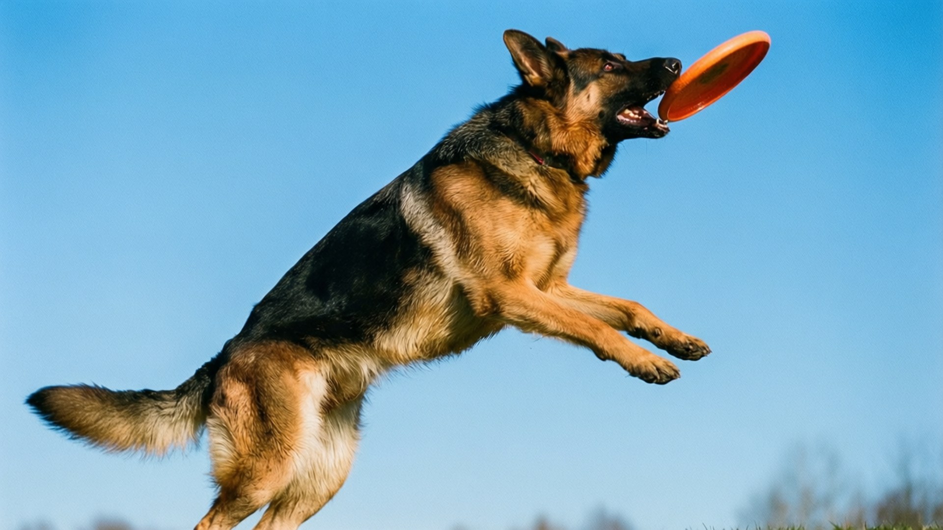 飛盤接捕跳躍 壁紙 — 一隻德國牧羊犬在晴朗的藍天下躍起，專注地接住一個橙色飛盤。