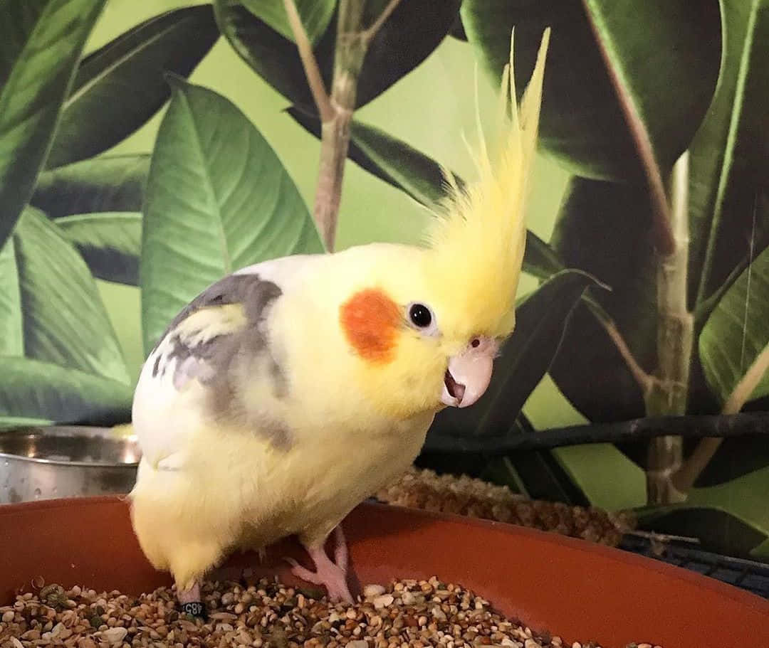 玄鳳鸚鵡，黃色冠羽，橙色面頰斑點，棲息在礫石碟上。