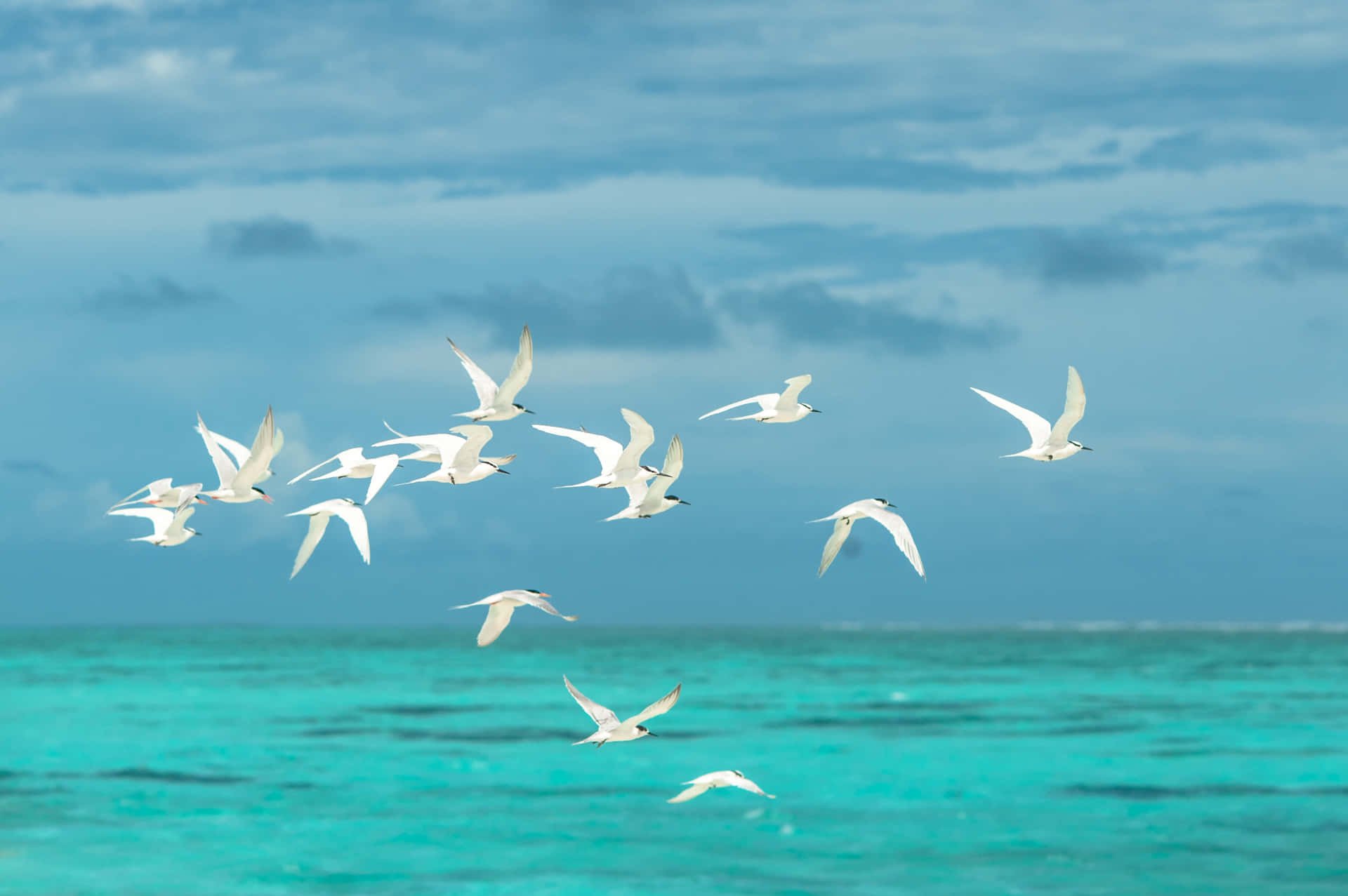 白色鳥兒在碧綠海洋上空、多雲天空下飛翔