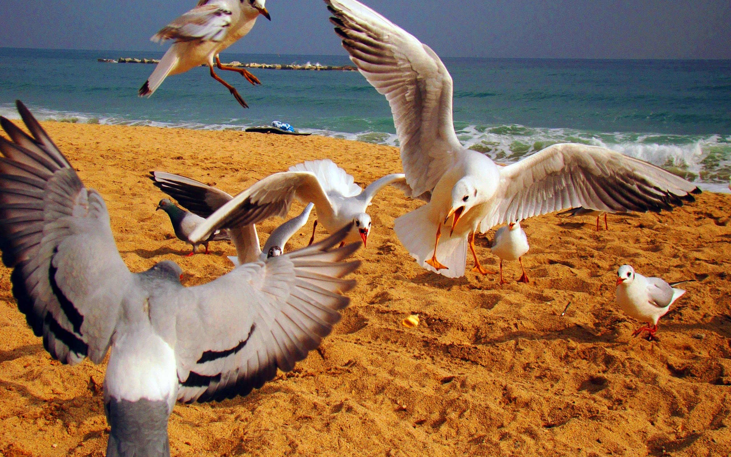 飛翔的白鳥群 壁紙 — 海鷗和一隻鴿子正在飛行並降落在陽光明媚的沙灘上，沙灘上有碧綠的海浪。