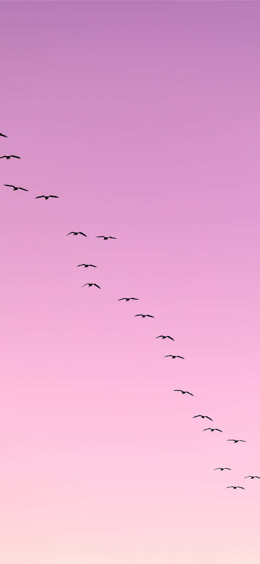 鳥兒在黃昏時分以 V 字形飛過粉紅和紫色的天空。