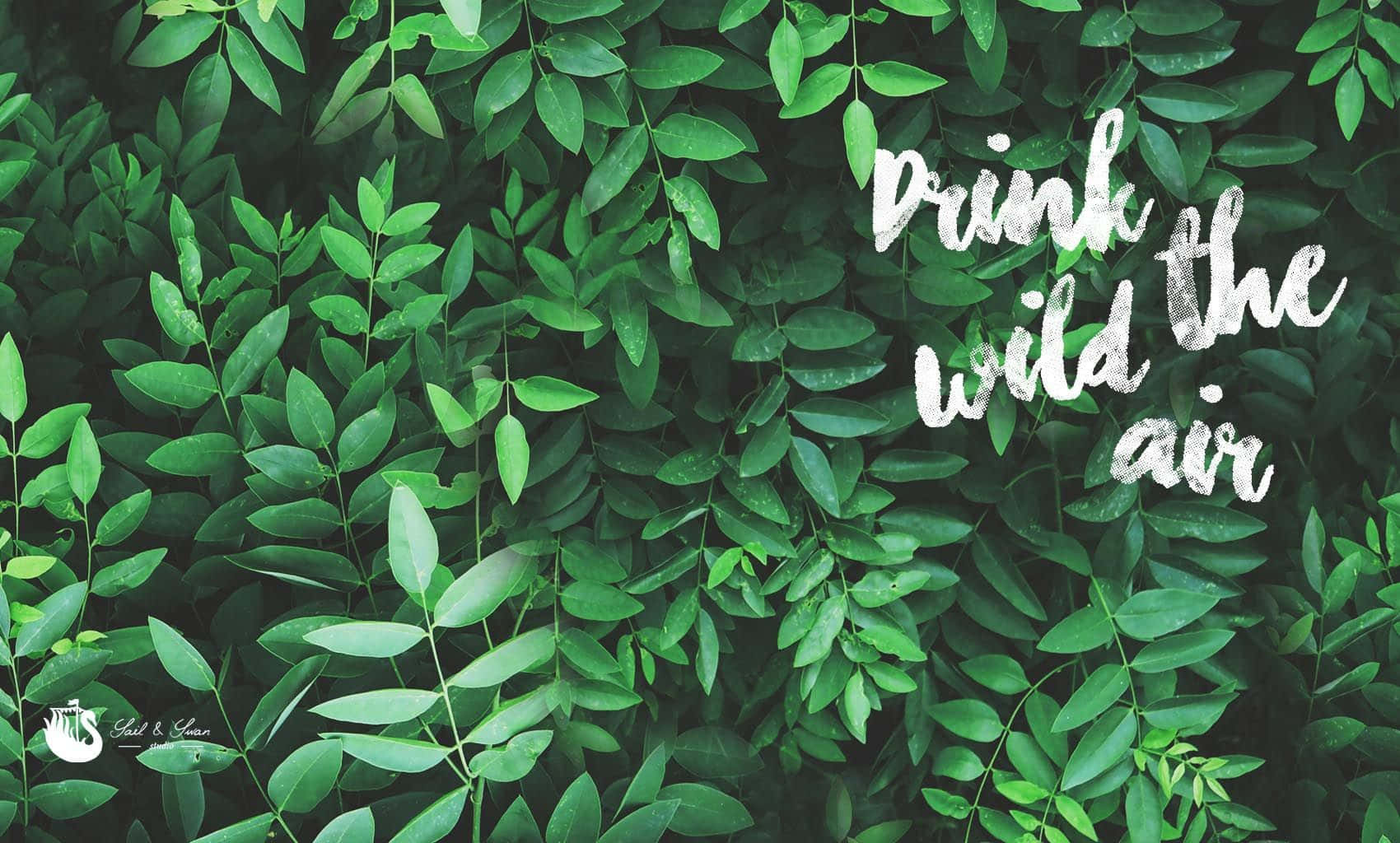 綠色樹葉背景，白色文字寫著 drink the wild air