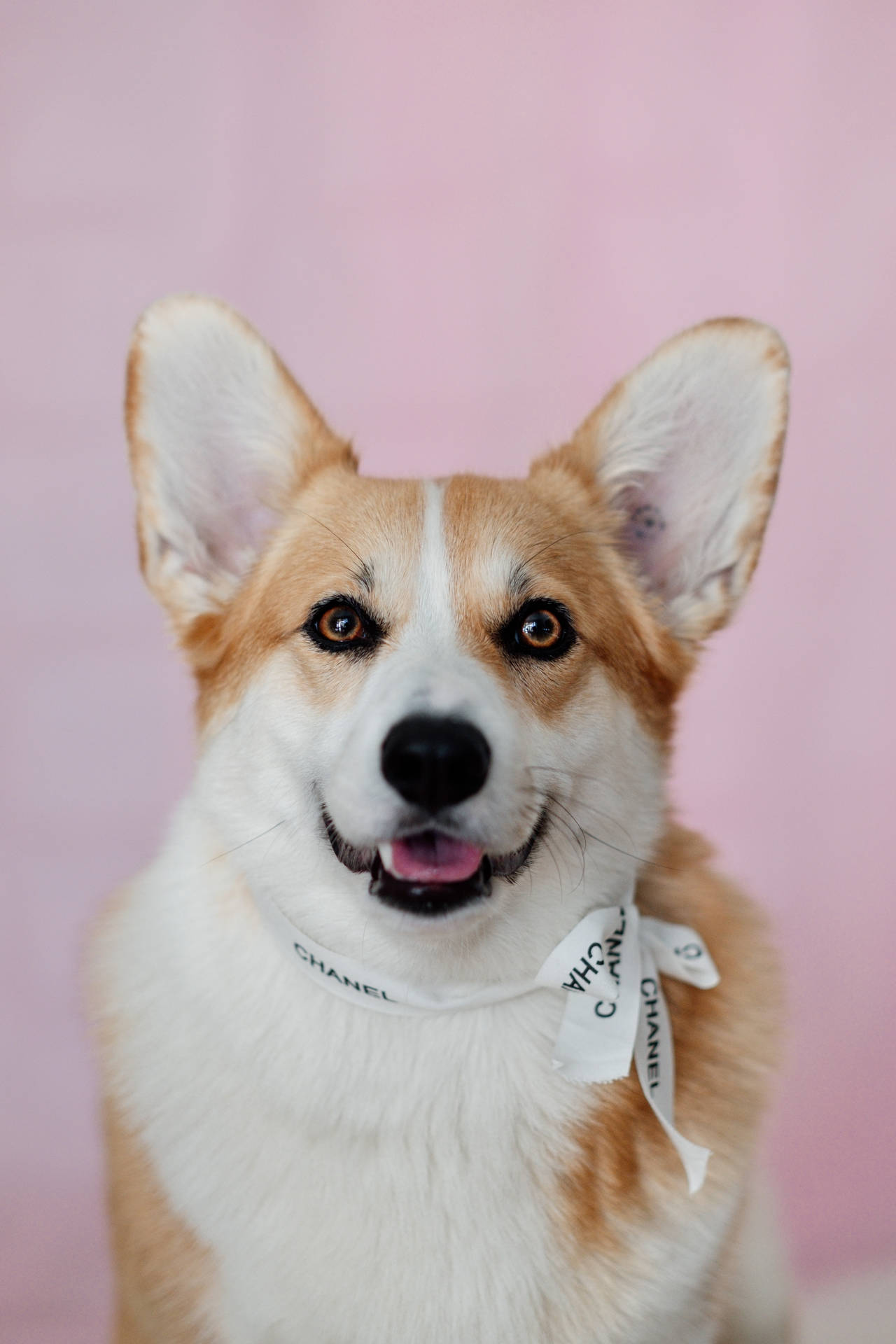 哥基犬戴著 Chanel 頭巾在粉紅色背景上