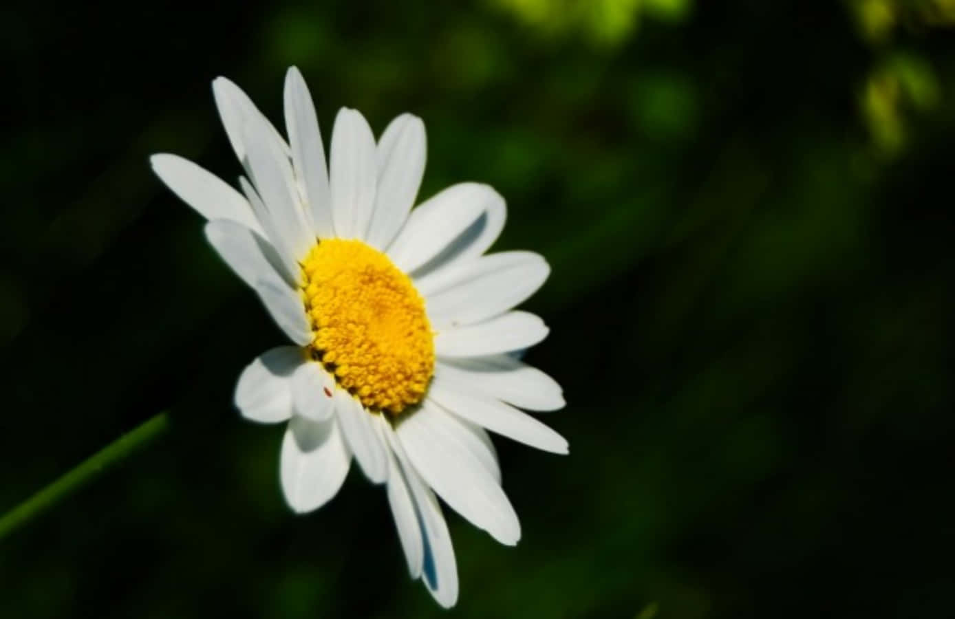 香氣四溢雛菊花圖 壁紙 — 一朵白色雛菊，帶有明亮的黃色中心，在柔和模糊的綠色背景上綻放。