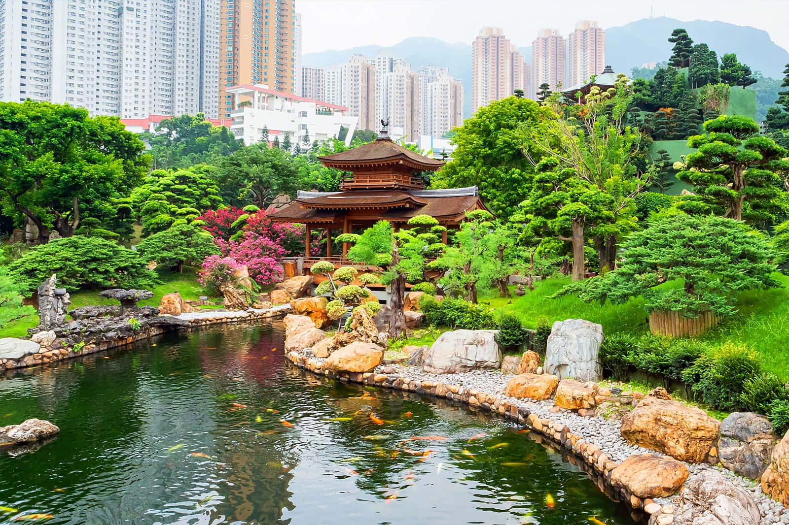 香港維多利亞港璀璨天際線 壁紙 — 一個寧靜的日本花園，設有錦鯉池和木製亭閣，坐落在茂密的綠植中，背景是現代化的城市摩天大樓。