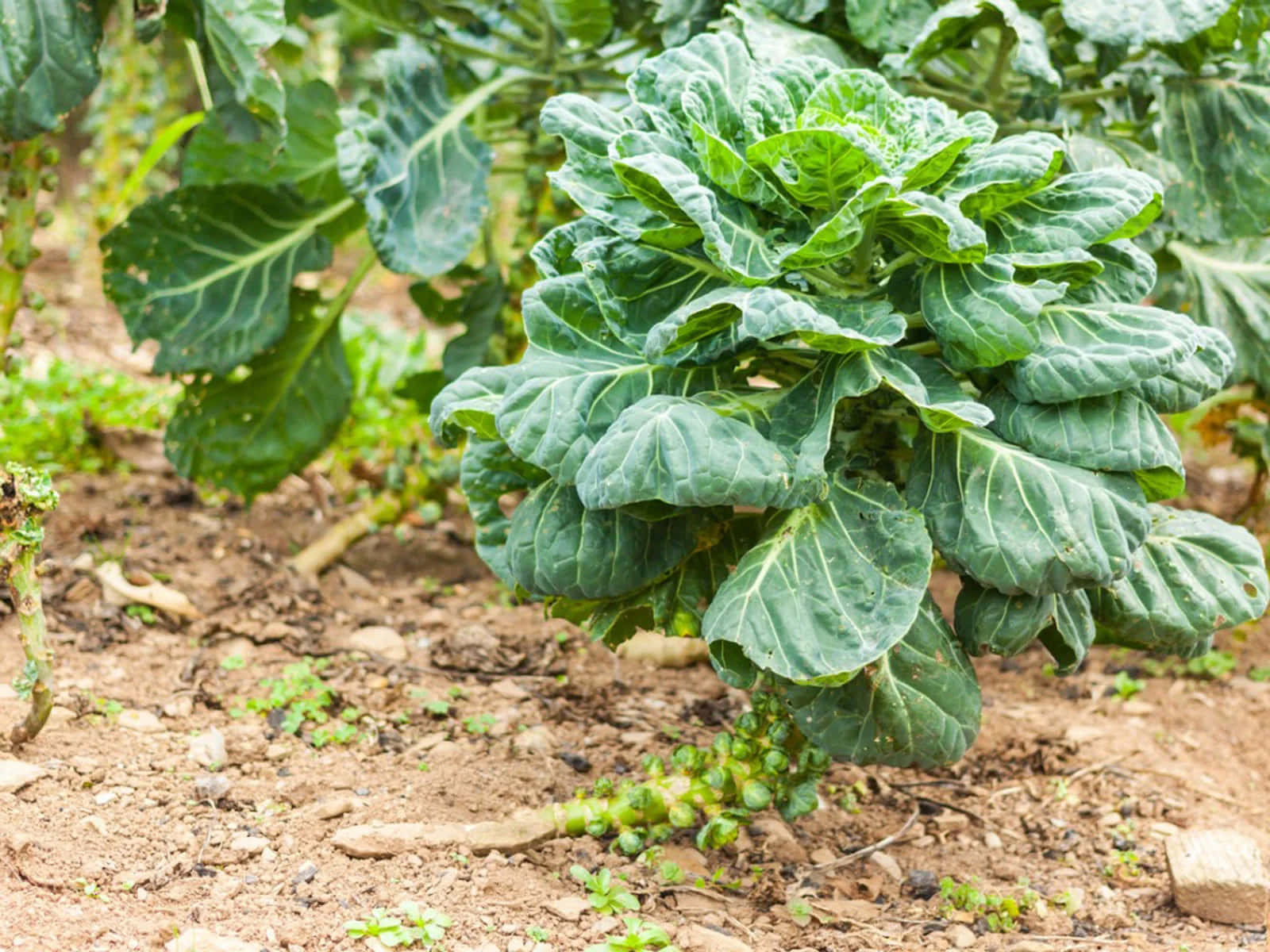 香煎抱子甘藍——必備配菜 壁紙 — 一棵充滿活力的抱子甘藍植物，擁有茂盛的綠葉和正在發育的芽，在自然日光下生長在肥沃的棕色土壤中。