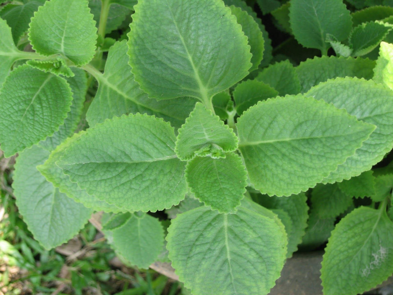 邊緣呈鋸齒狀、葉脈可見嘅茂盛綠色植物葉片特寫。