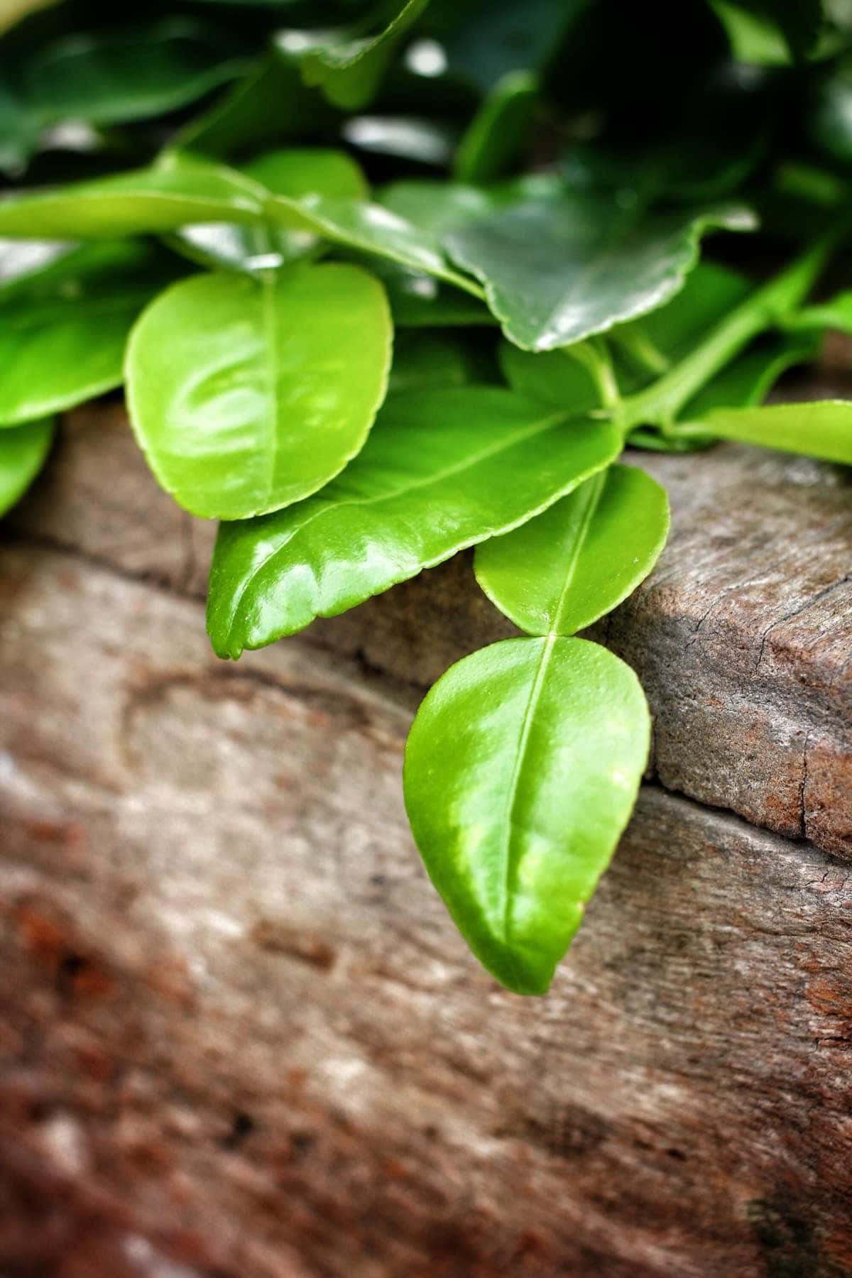 香茅檸檬的綠葉 壁紙 — 充滿活力的綠色葉片帶有光澤質感，靜置於風化的木板上，呈現自然特寫鏡頭。