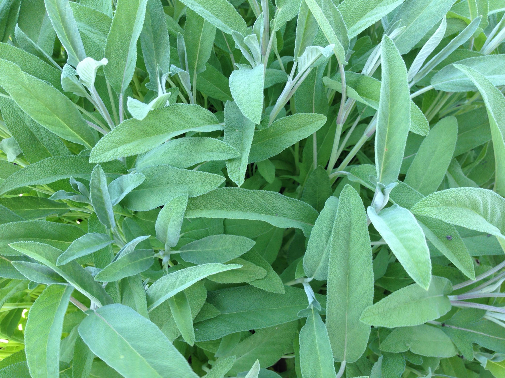 香草 sage 植物 壁紙 — 茂密的鼠尾草葉特寫，葉片呈鮮綠色，底部帶有柔軟銀色，莖部纖細。