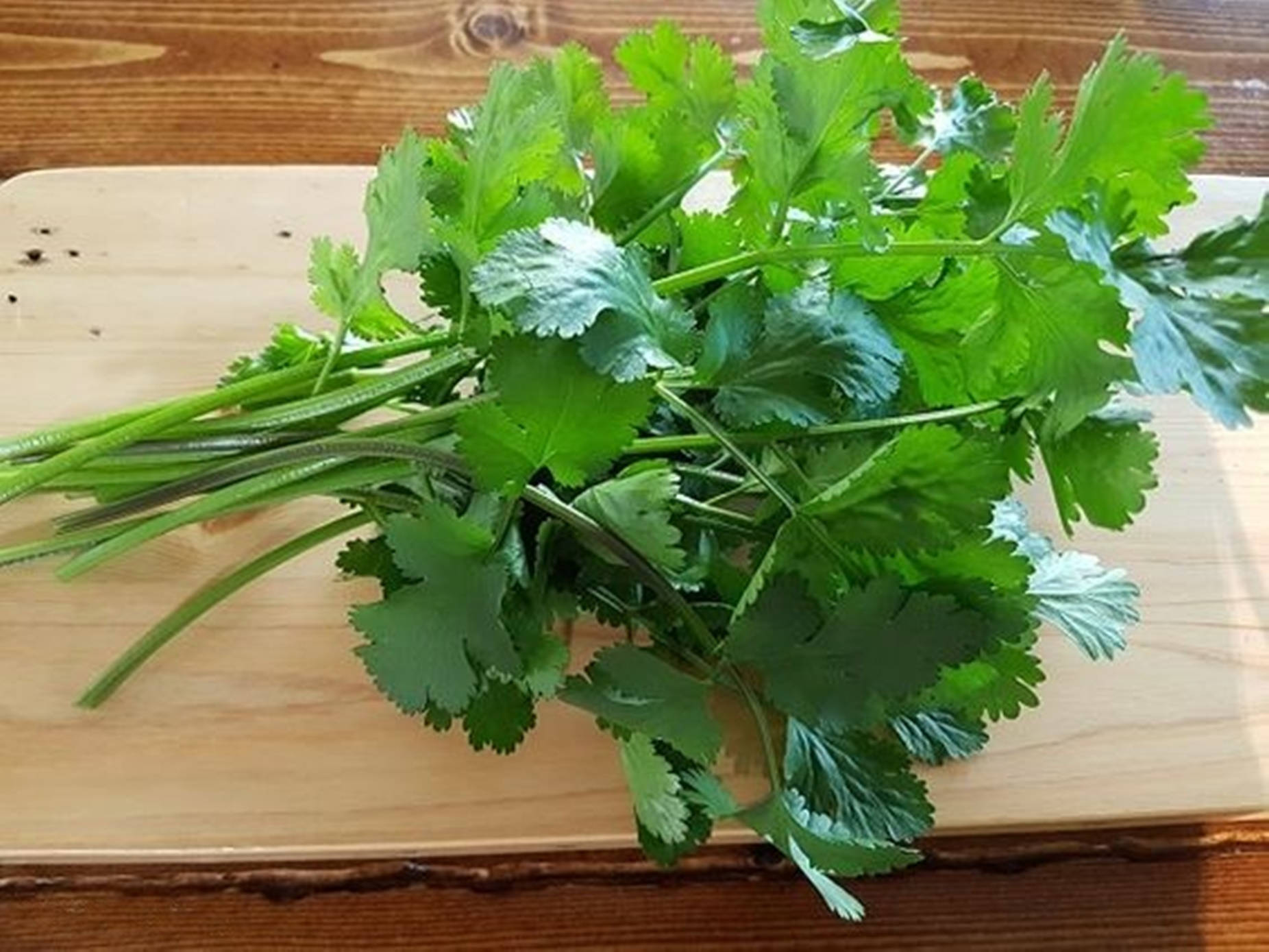 木砧板上的新鮮芫荽。