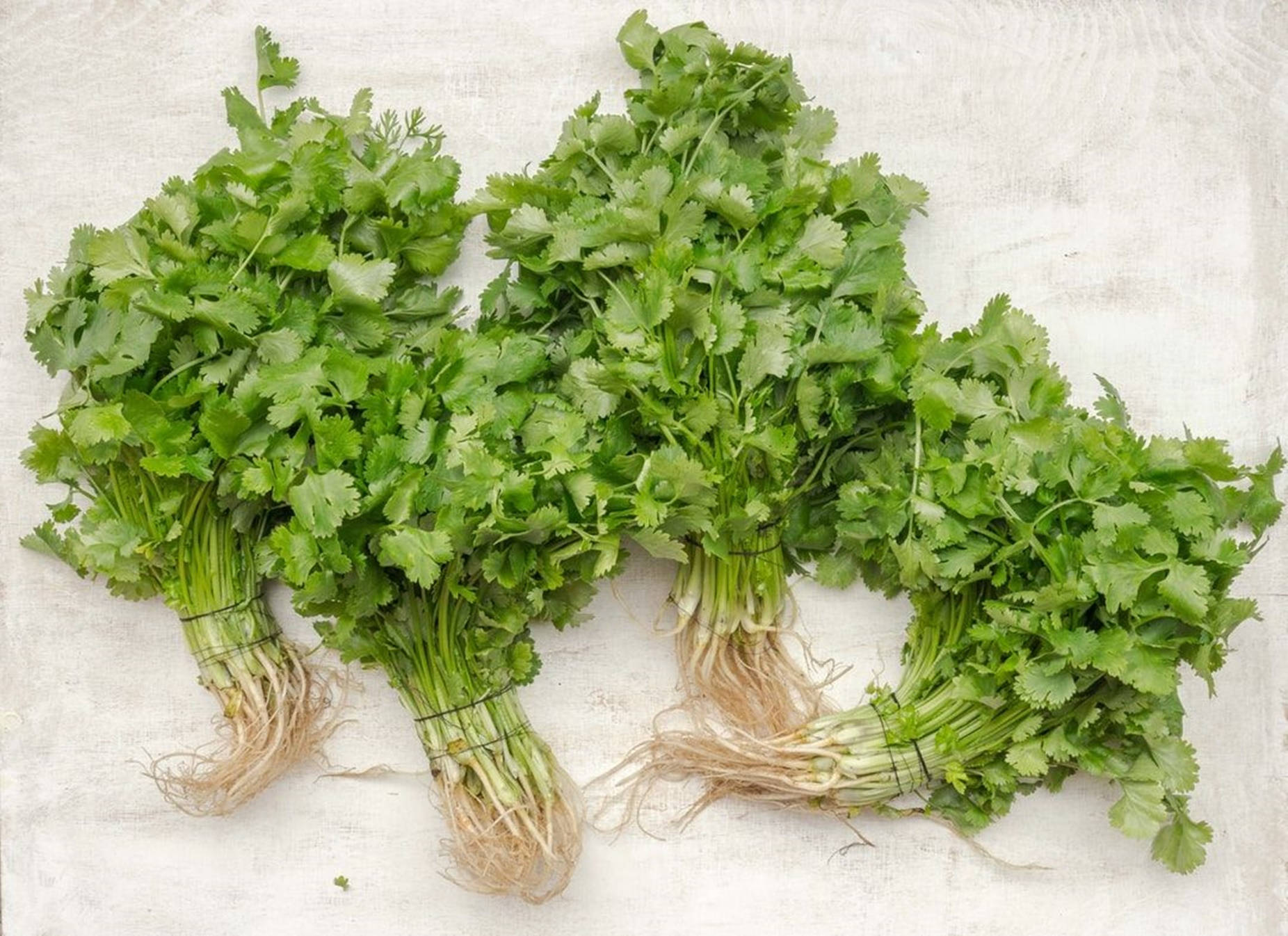 四束帶根的新鮮芫荽，置於白色紋理背景上。