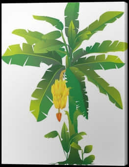 香蕉植物藝術表現 壁紙
