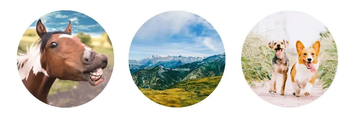 一匹白色鬃毛的棕色馬在陽光明媚的田野裡開心地笑著。