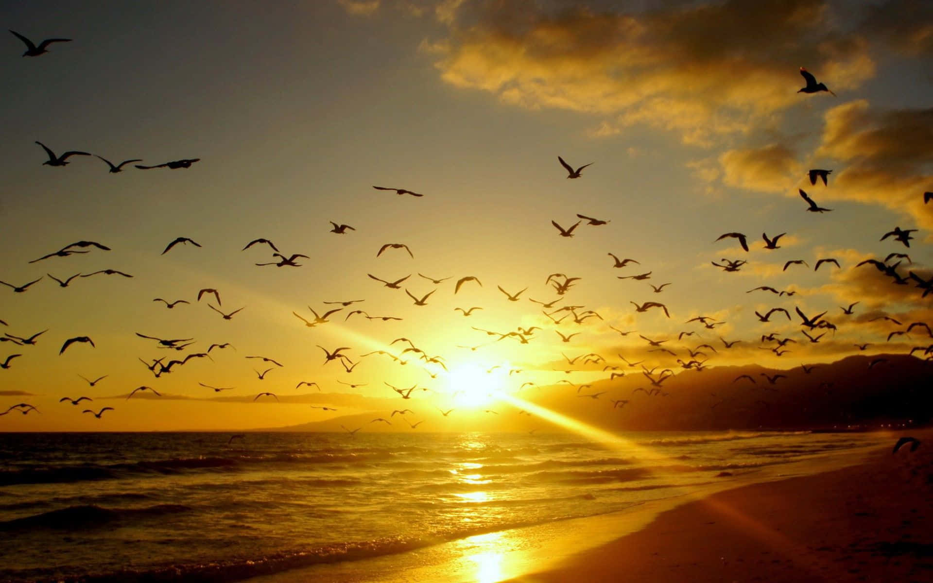 鳥兒在金色日落時分飛越海洋