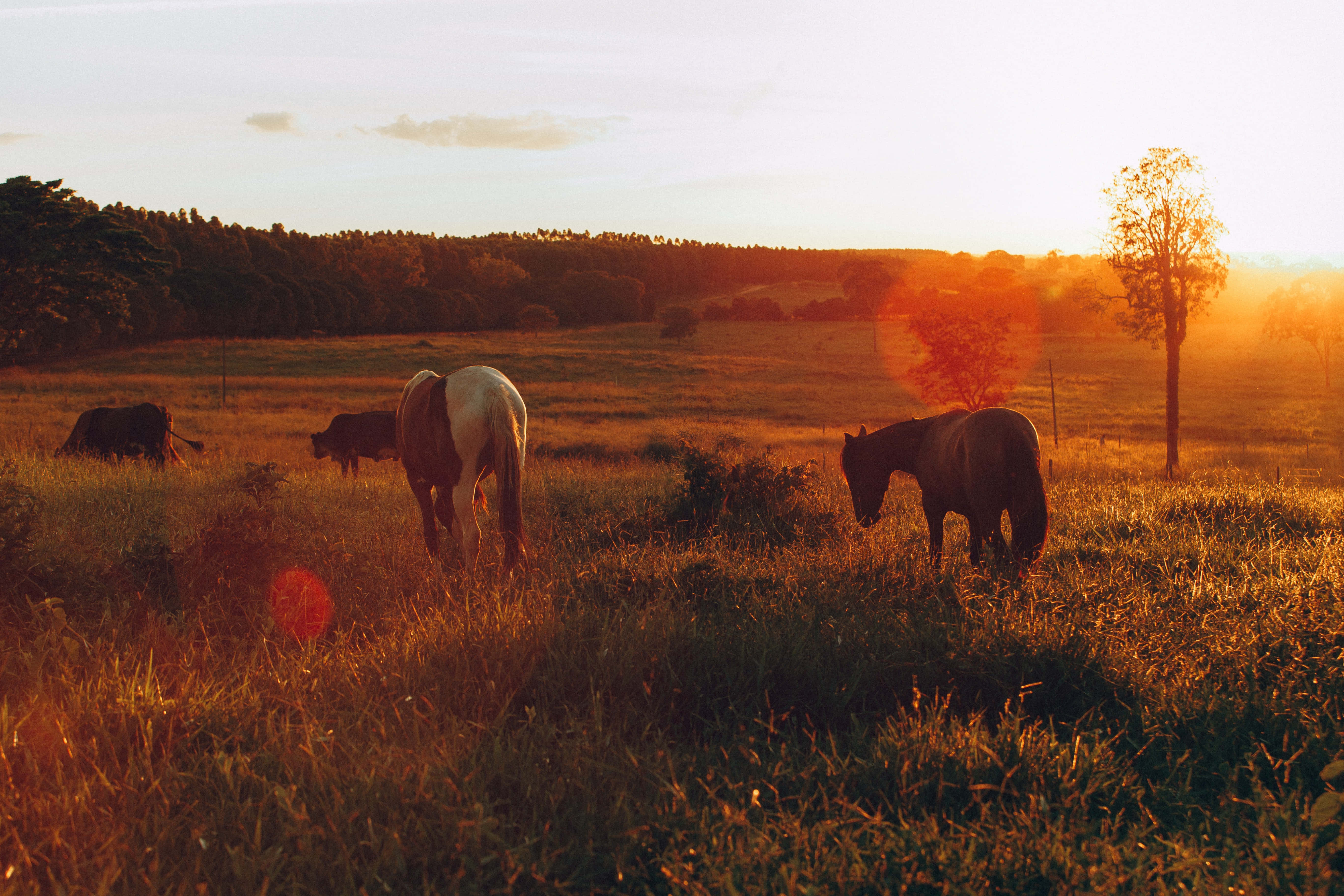 Beautiful Horses 桌布 壁紙 — 馬匹在日落時分的金色田野中平靜地吃草，溫暖的光線投下長長的陰影和鏡頭光暈。