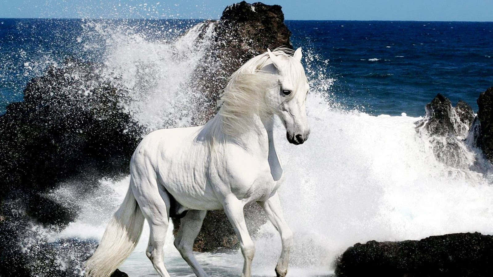 白馬在黑色岩石附近的海浪中奔跑