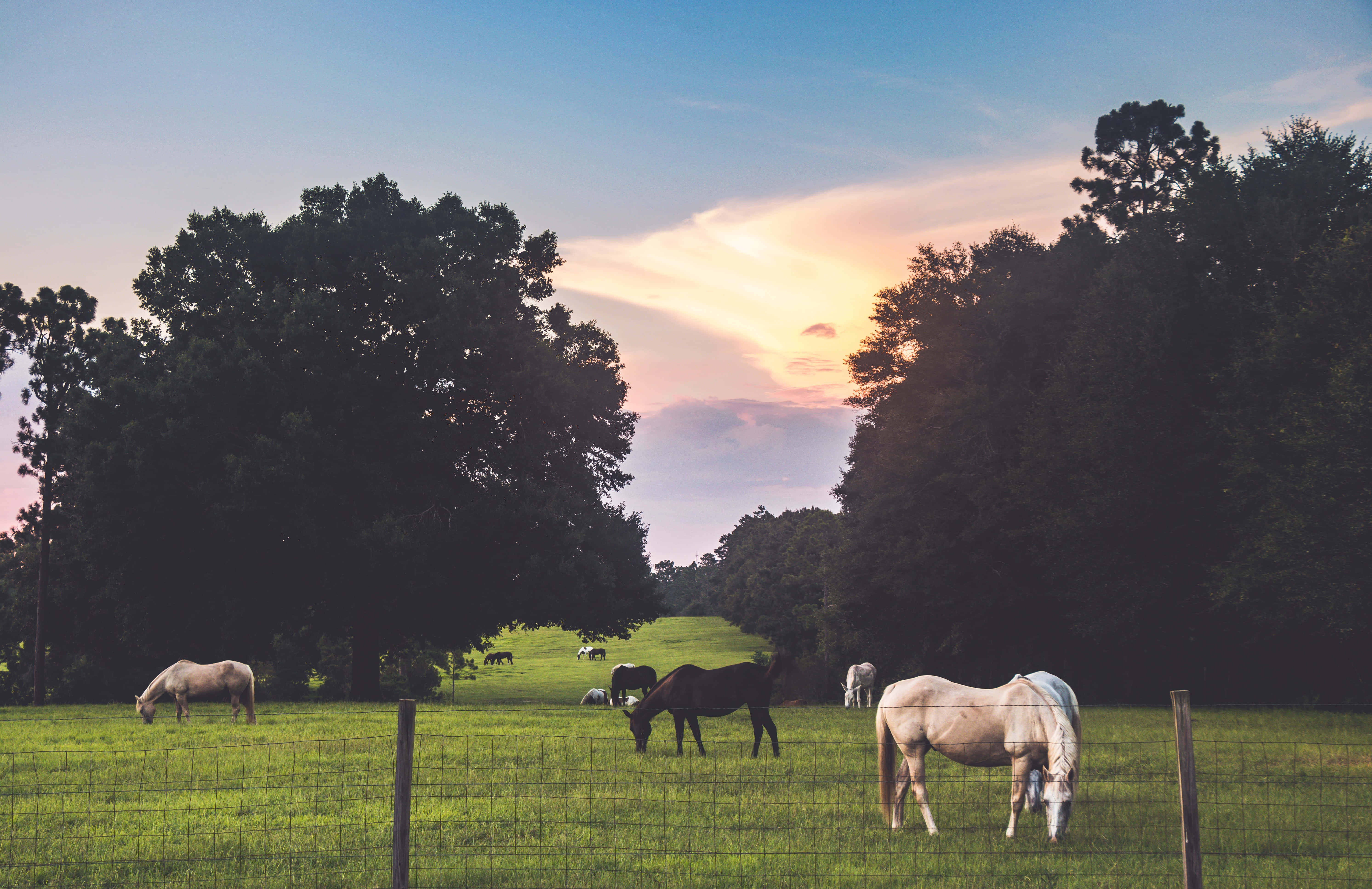 Beautiful Horses 桌布 壁紙 — 馬匹在陽光照耀的草地上平靜地吃草，四周環繞著高大的樹木，天空呈現柔和的暮色。