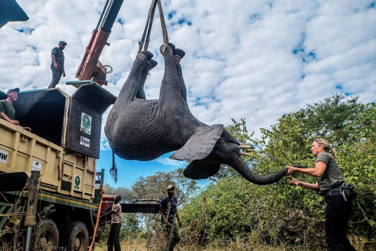在稀樹草原的野生動物救援行動中，救援人員引導一隻被吊起的小象。