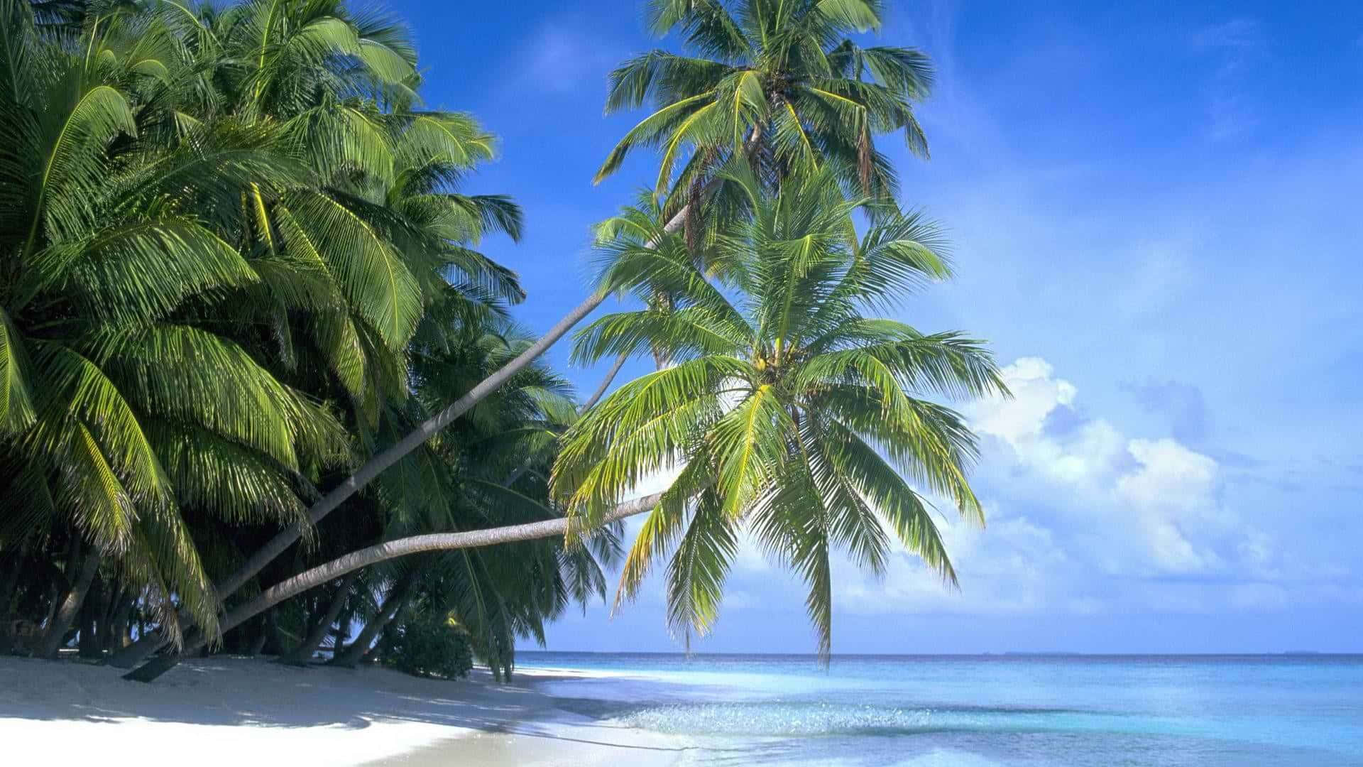 馬爾地夫島棕櫚海灘 壁紙 — 熱帶天堂，茂密的棕櫚樹在白色沙灘上搖曳，旁邊是碧綠的海洋，頭上是明亮的藍天。