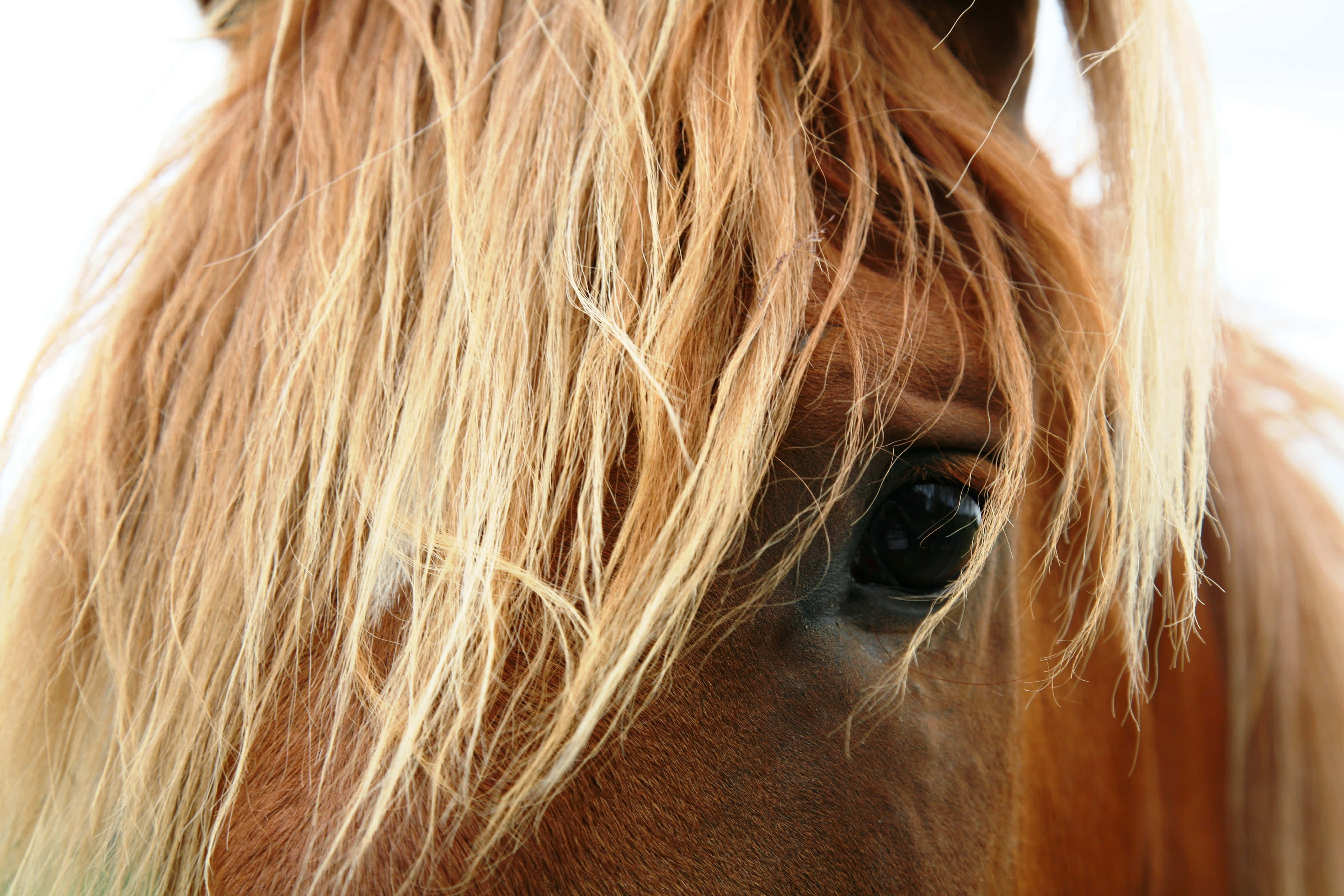 Beautiful Horses 桌布 壁紙 — 馬的眼睛特寫，穿過金色鬃毛 strands 窺視，背景為明亮的白色。