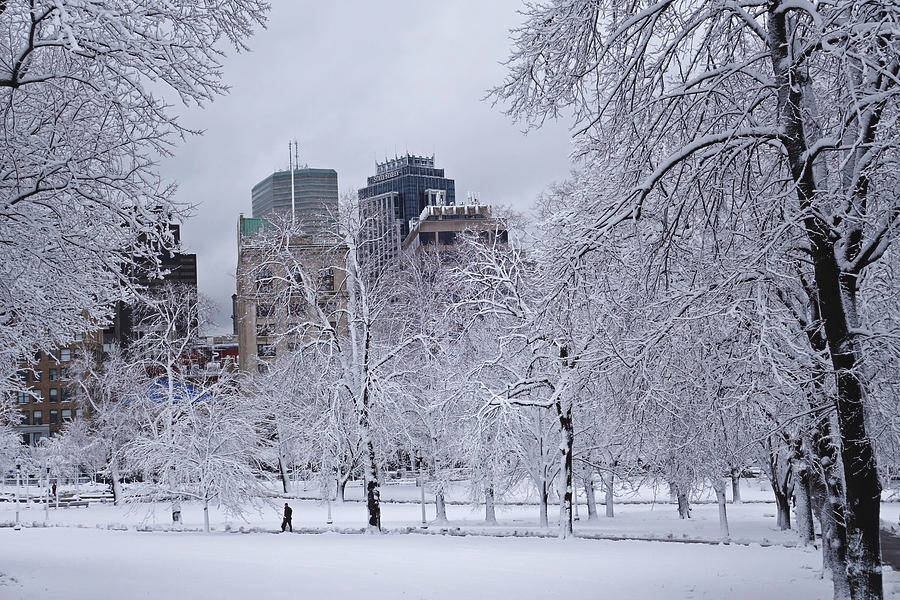 城市公園中白雪覆蓋的樹木，背景是高樓大廈。